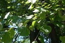 linden